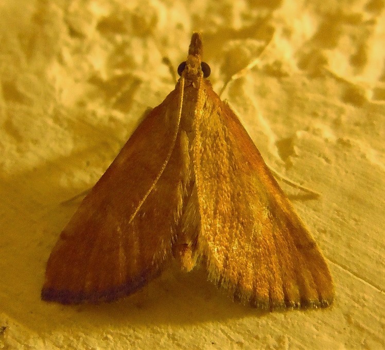 Tutte Anania testacealis? Metasia sp., Crambidae